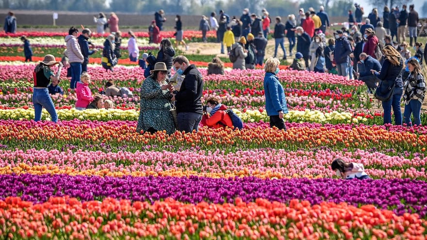 El colorido de los tulipanes alemanes