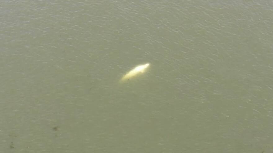 Ballena beluga es avistada en el río Sena: autoridades temen por su salud