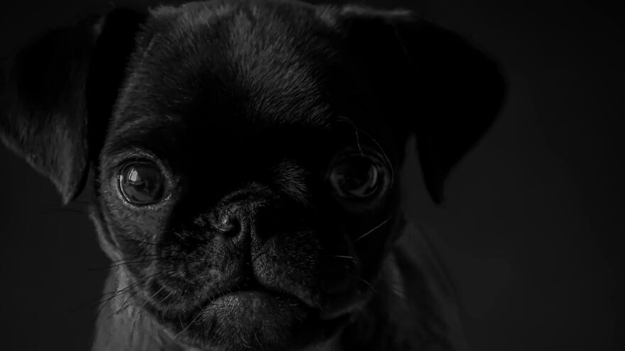 Una mujer amante de los pugs murió en su casa y los perros la devoraron para sobrevivir