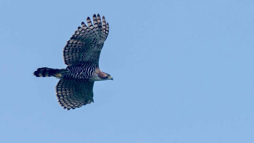 Cerro Murrucucú, un santuario biodiverso aún por descubrir