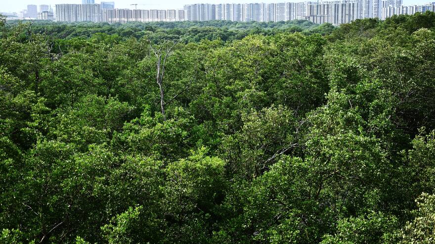 Estudio ratifica que Ciudad Mallorquín no era bosque seco tropical
