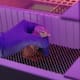 Colossal Biosciences logra el nacimiento de pollos en huevos artificiales y marca un avance en la biotecnología
