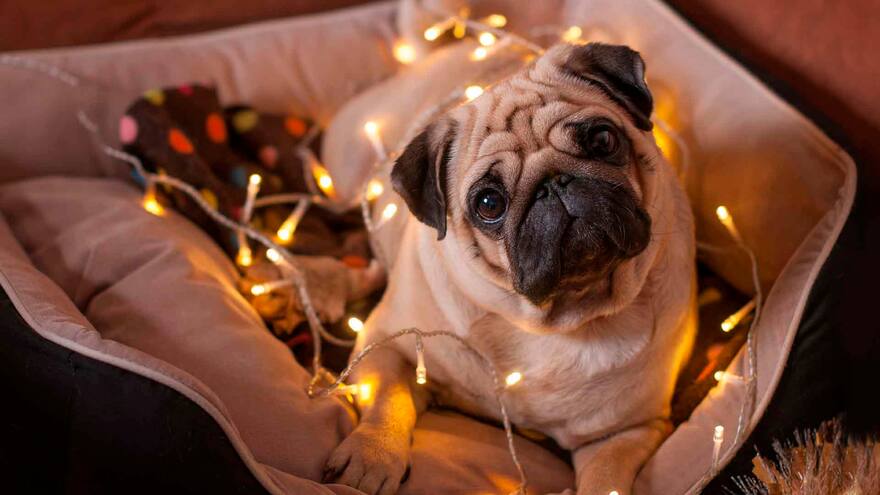 Cómo relajar a las mascotas por el ruido de las fiestas de fin de año