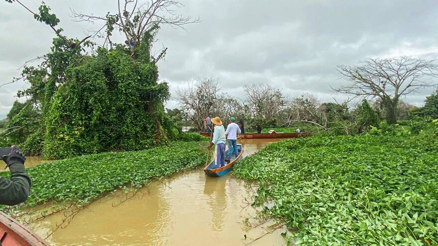 Rescataron 31 monos aulladores y un puercoespín en la Mojana
