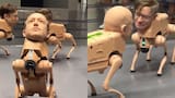 Video: perros robot con las caras de Elon Musk, Jeff Bezos y Mark Zuckerberg desfilaron en Miami