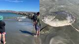 Hallan extraña criatura de 2 metros en una playa de California: “Es como si estuvieras en otro planeta”