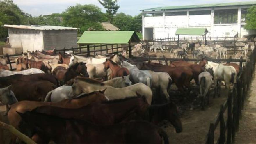 Policía recupera 204 burros y caballos que iban a ser sacrificados en matadero de Lorica