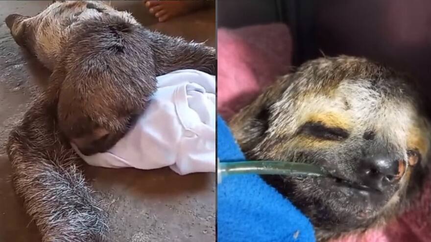 Video: Rescatan a una perezosa en El Retén, Magdalena, que era agredida por un hombre