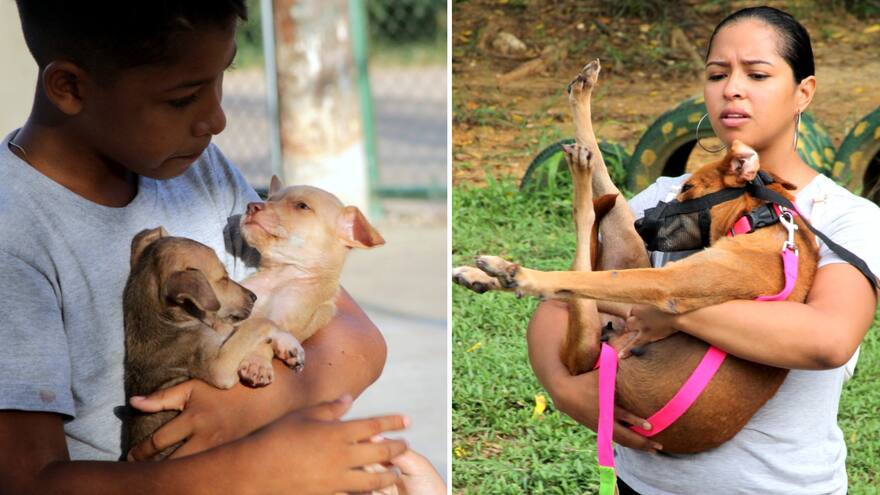 Más de 300 esterilizaciones realizó la Umata de Turbaco