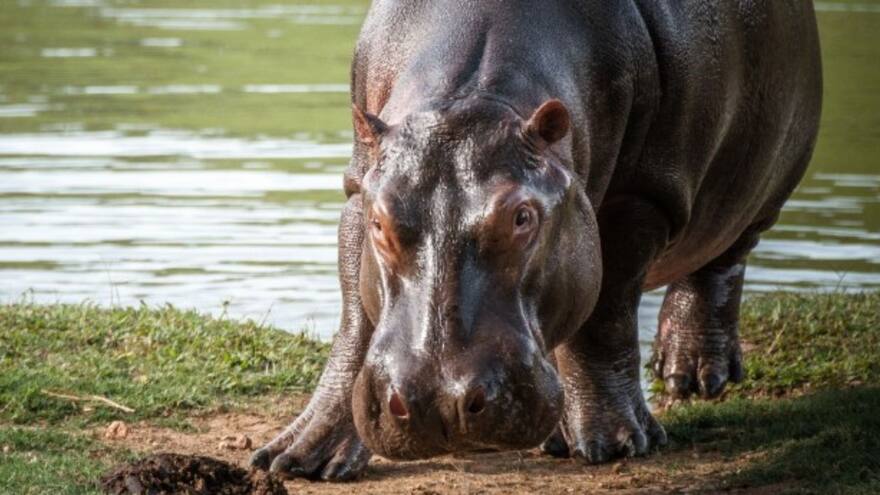 Hipopótamos de Escobar serán trasladados a México y la India
