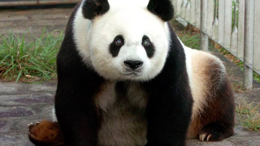 Muere Pan Pan, el 'abuelo de los pandas'