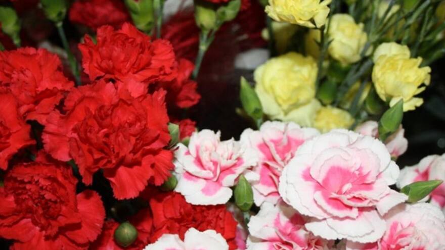 Floricultores de Colombia, listos para exportar flores en San Valentín