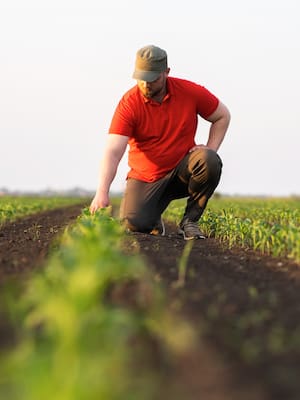 La paradoja del campo | Columna de Miguel Vergara