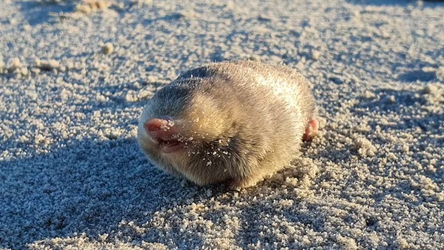 Descubren el topo dorado de Wilton, un extraño animal que se creía extinto desde 1936