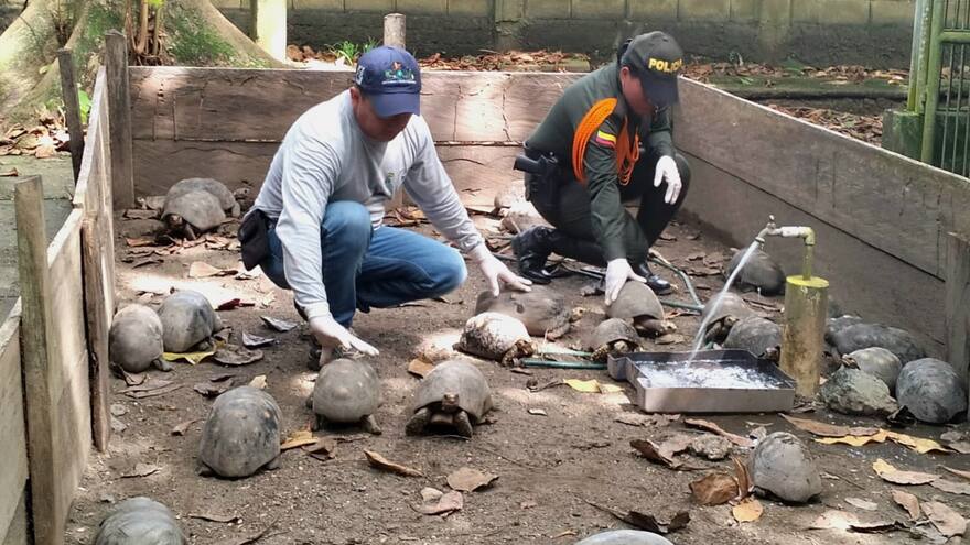 Autoridades incautan 42 tortugas morrocoy en Momil, Córdoba