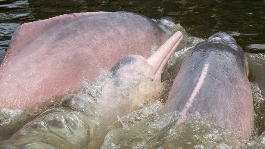 Colombia firma junto a 13 países un acuerdo para conservar a delfines de río