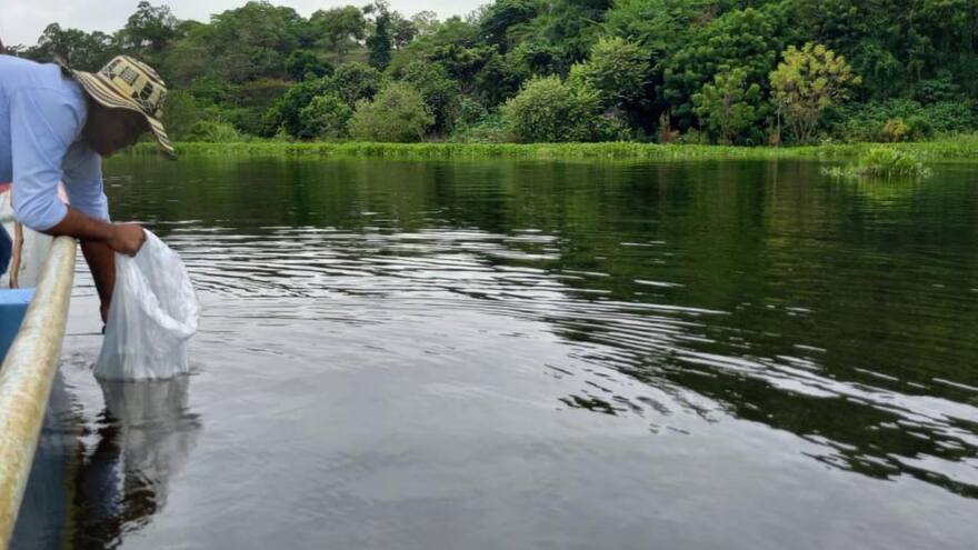 Confirman presencia de cianobacterias en la Ciénaga de Zárate, en Magdalena