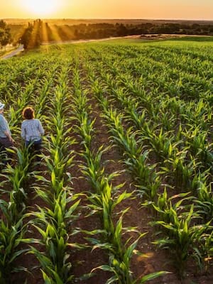 Redescubriendo los cultivos olvidados | Columna de Isidoro Hazbún