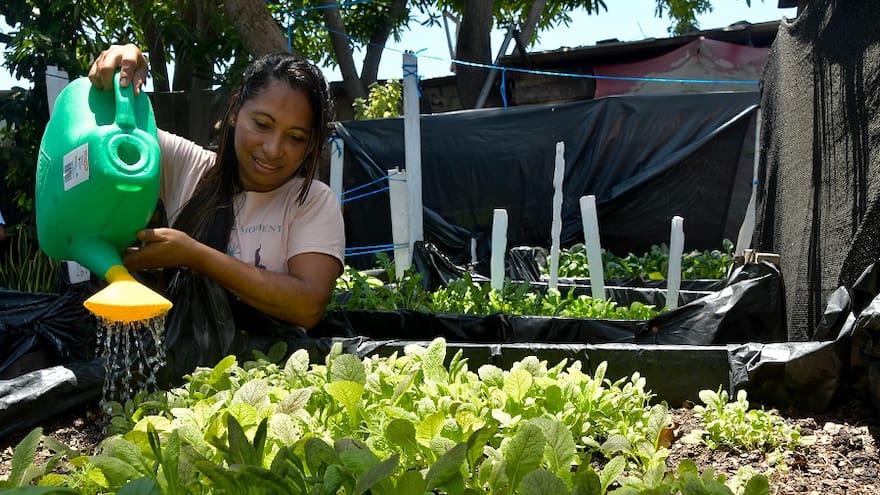 Los patios productivos que impulsan el desarrollo en Soledad