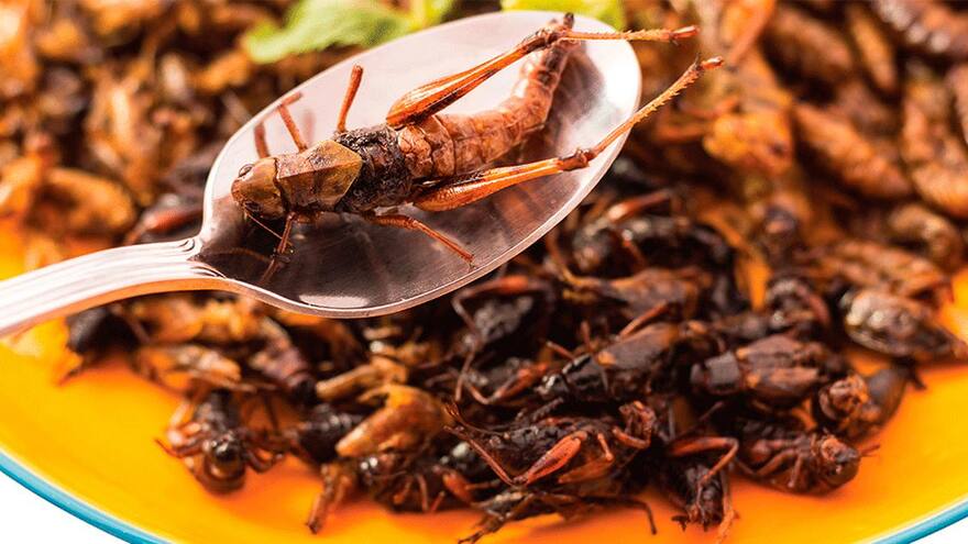 Insectos comestibles: el mercado de alta demanda en Japón