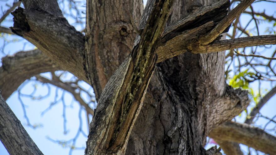 ADI tomará medidas para frenar afectación por la ‘pajarita’