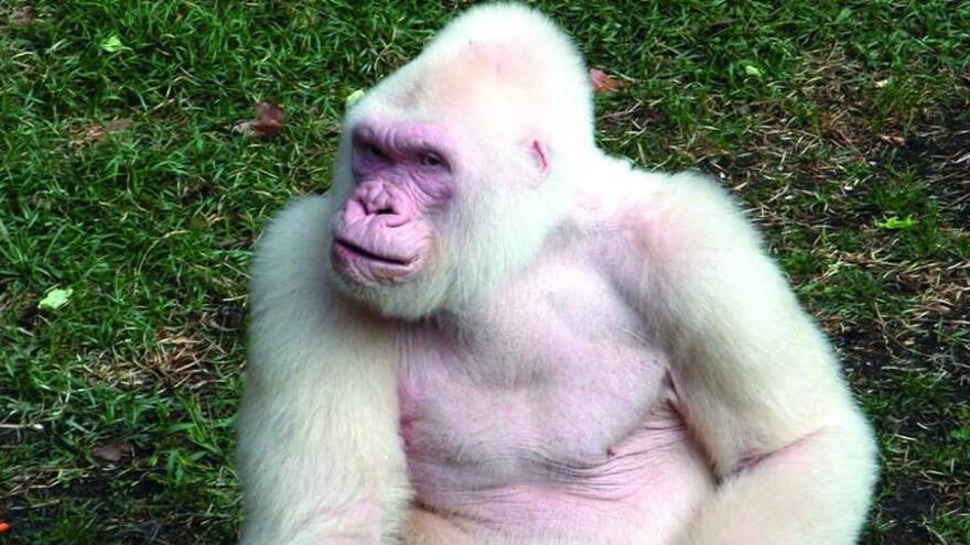 La naturaleza nos sorprende con estos animales albinos