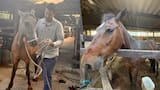 La Umata de Cartagena tiene 10 caballos cocheros para entregar en adopción