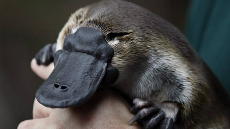 Hallan restos de enorme ornitorrinco carnívoro extinto hace millones de años