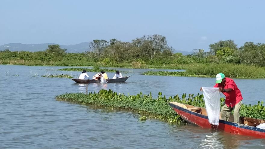 C.R.A realizó repoblamiento de 100 mil alevinos en el embalse El Guájaro
