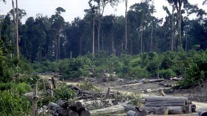 “La Amazonía se acerca a un punto de no retorno”