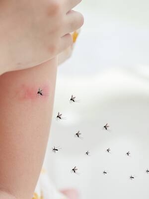 El mosquito, enemigo No 1 | Columna de Álvaro Villanueva