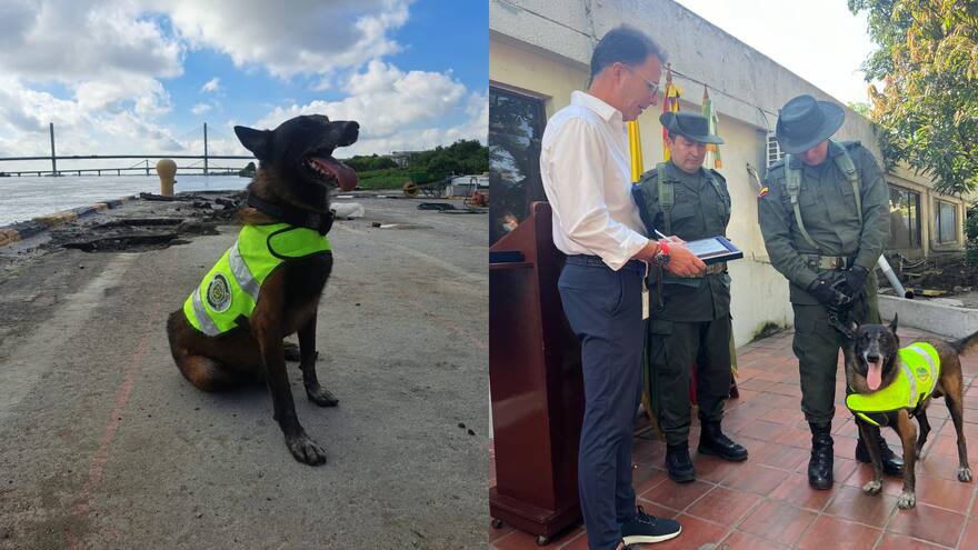 Perro que detectó toneladas de coca en el Caribe fue jubilado con honores