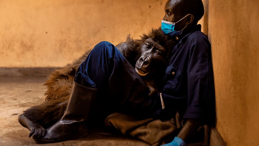 Murió en los brazos de su cuidador la gorila Ndakasi, famosa por ‘selfie’ con pose humana