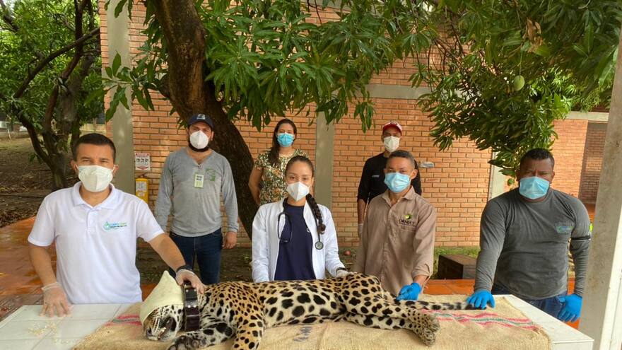 Liberan un jaguar en reservas naturales del departamento del Cesar