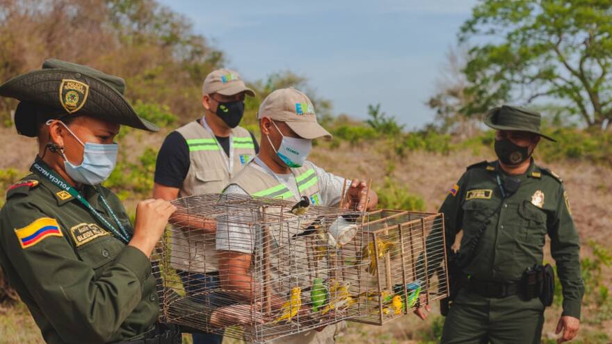 Liberan animales silvestres en Cartagena que iban a vender en Semana Santa