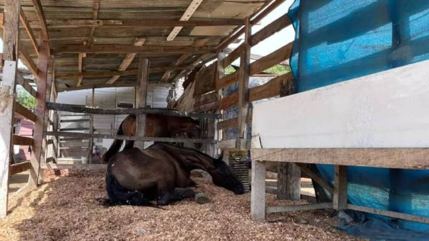 Piden restablecer derechos de niños que viven en pesebreras de Cartagena