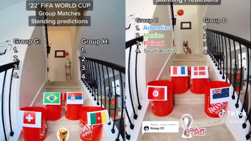 Mundial de Qatar: Al estilo del pulpo Paul, es viral Aircorg, un perro que hace predicciones de los partidos de la Copa