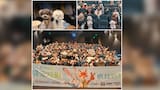 Hasta perros y gatos asisten en China a cine para ver ‘Zootopia 2’