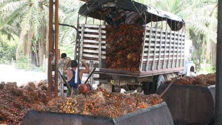 'Colombia tiene que ser líder en la producción de biocombustibles': Minagricultura