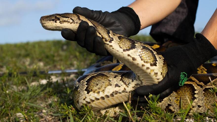 Concurso para matar pitones en Florida, Estados Unidos: En total se eliminaron 231 animales y el campeón exterminó a 28 de la especie invasora