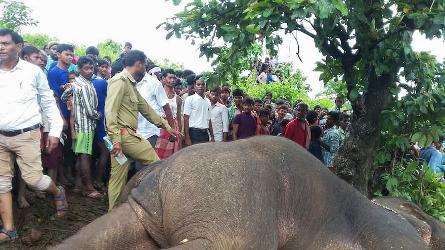 Es abatido un elefante que había matado a 15 personas en India