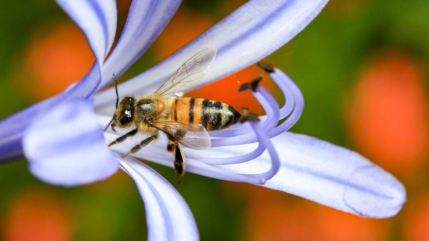 Apicultores piden proteger a las abejas y parar intoxicaciones