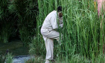 ¿Cuánto ganaron los bailarines disfrazados de árboles en el show de Bad Bunny?