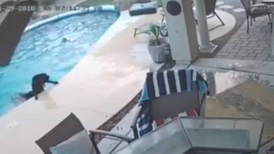 Perro héroe rescata a su mejor amigo de ahogarse