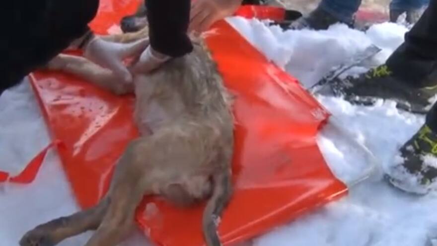 Así fue el rescate de una cachorra en un lago congelado