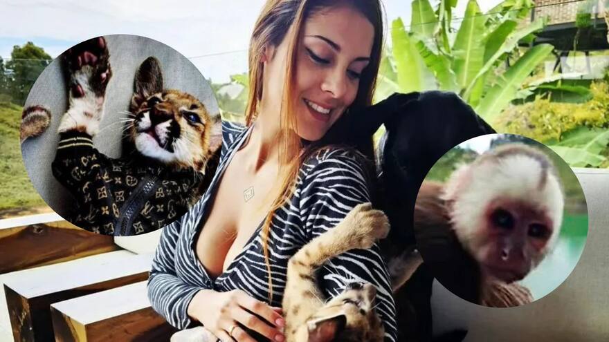 Investigan a DJ que publicó videos en que salen un cachorro de puma y un mono capuchino en cautiverio