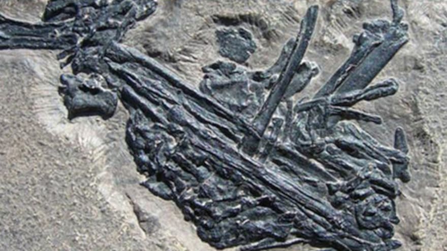 Un pez se comió un reptil de 215 millones de años