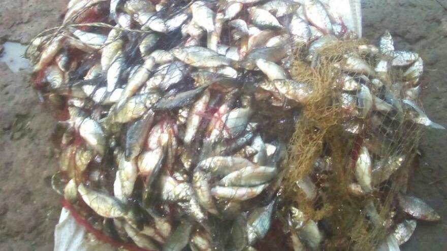 De un solo ‘atarrayazo’ sacó 1.200 peces en ciénaga de Montería