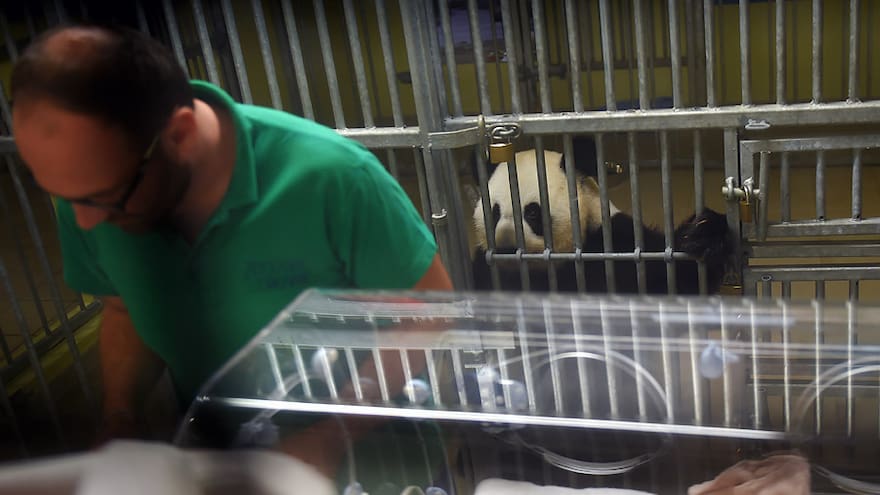 Francia mima a su primer bebé panda