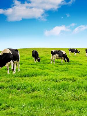 Llamado a la calma | Columna de Indalecio Dangond